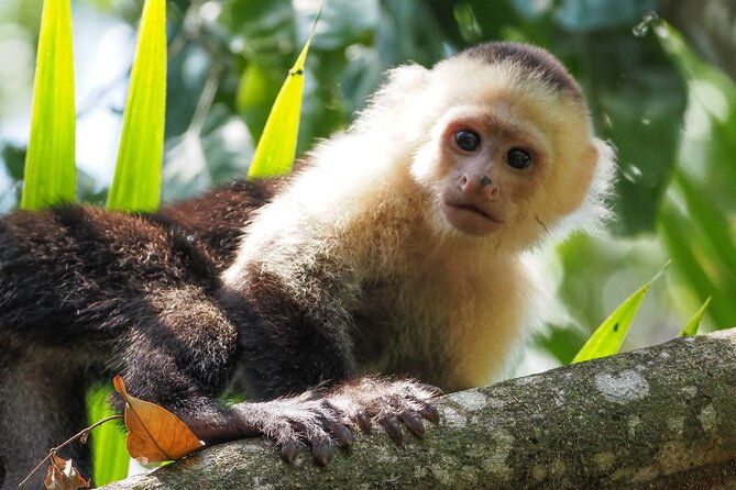 corcovado-hiking-tour