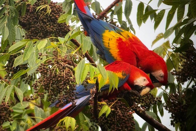 corcovado-national-park-day-tour-mermaid-and-leona-18km