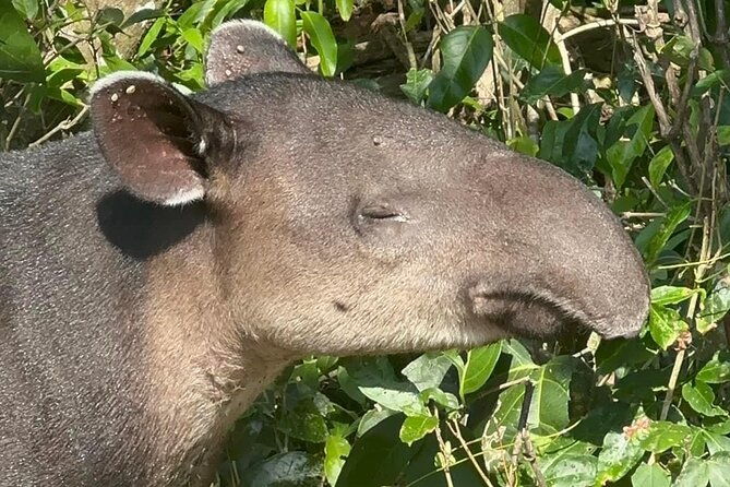corcovado-national-park-day-tour-mermaid-and-leona-18km