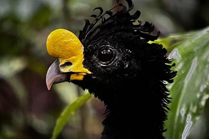 corcovado-national-park-day-tour-mermaid-and-leona-18km