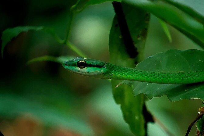 corcovado-national-park-day-tour-mermaid-and-leona-18km