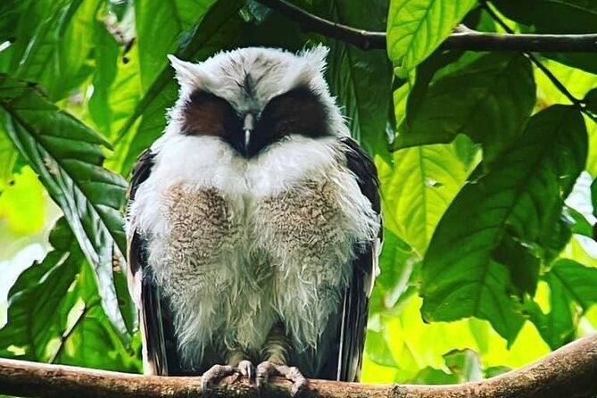 corcovado-national-park-day-tour-mermaid-and-leona-18km