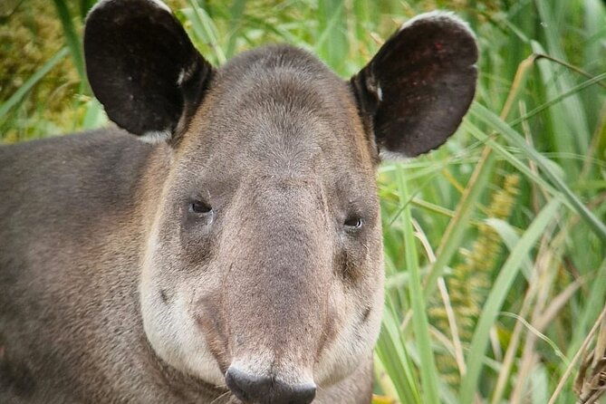 corcovado-national-park-day-tour-mermaid-and-leona-18km