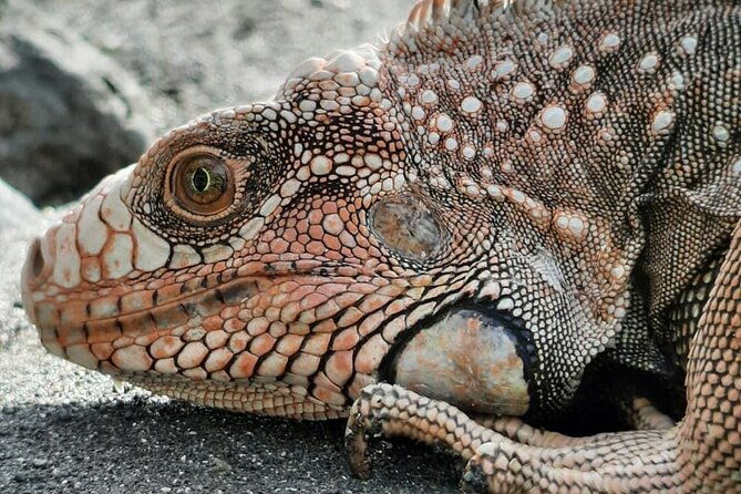 corcovado-national-park-day-tour-mermaid-and-leona-18km