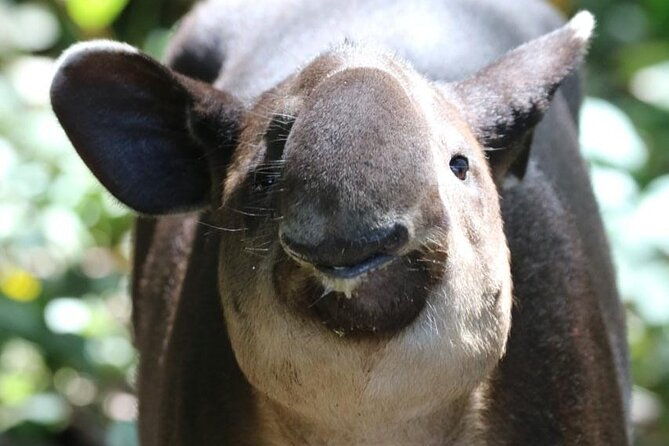 corcovado-national-park-hike-from-uvita