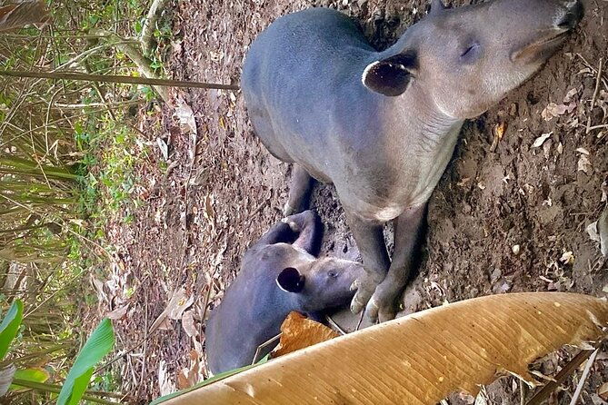 corcovado-national-park-hike-from-uvita