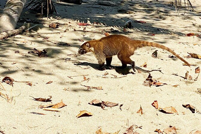 corcovado-national-park-hike-from-uvita