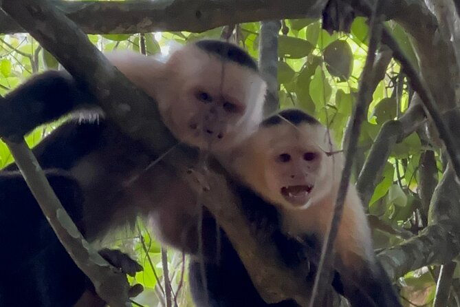 corcovado-national-park-sirena-day-tour-from-puerto-jimenez