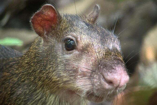 corcovado-national-park-sirena-day-tour-from-puerto-jimenez