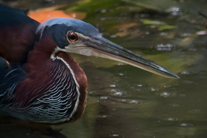 corcovado-national-park-sirena-day-tour-from-puerto-jimenez