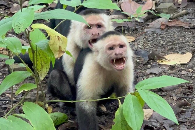 corcovado-national-park-sirena-day-tour-from-puerto-jimenez