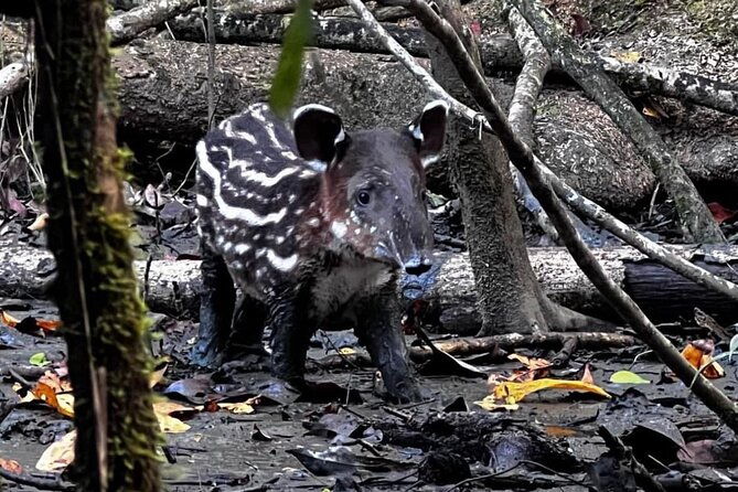 corcovado-national-park-sirena-day-tour-from-puerto-jimenez