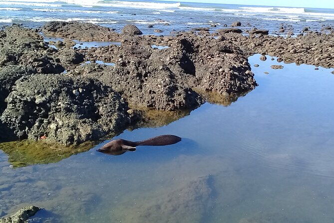 corcovado-siren-overnight-sleep-in-the-most-bio-intense-forest