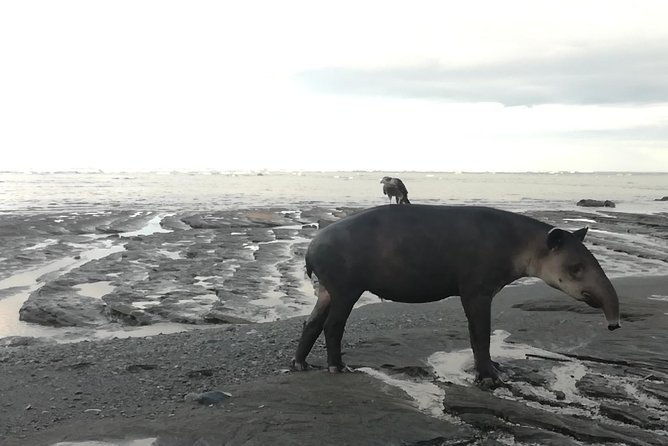 corcovado-siren-overnight-sleep-in-the-most-bio-intense-forest