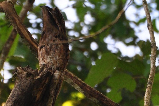 corcovado-siren-overnight-sleep-in-the-most-bio-intense-forest