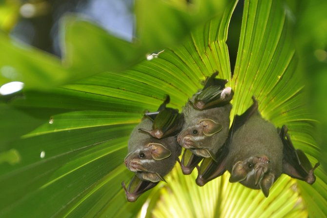 corcovado-siren-overnight-sleep-in-the-most-bio-intense-forest