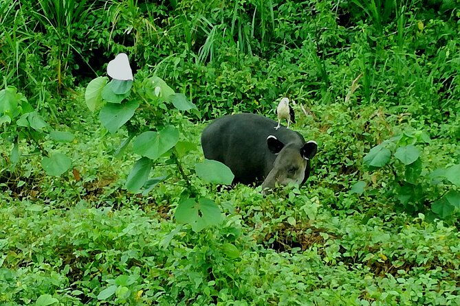 corcovado-siren-overnight-sleep-in-the-most-bio-intense-forest