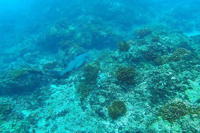 corcovado-sirena-cano-island-snorkel-2-seperate-days