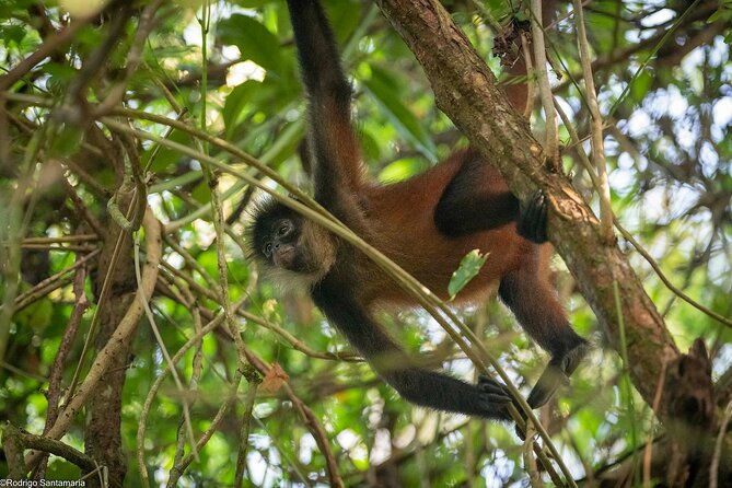 corcovado-sirena-cano-island-snorkel-2-seperate-days