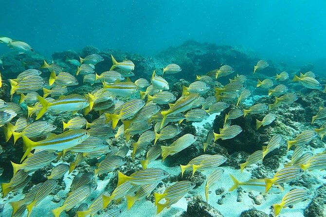 corcovado-sirena-cano-island-snorkel-2-seperate-days