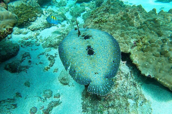 corcovado-sirena-cano-island-snorkel-2-seperate-days