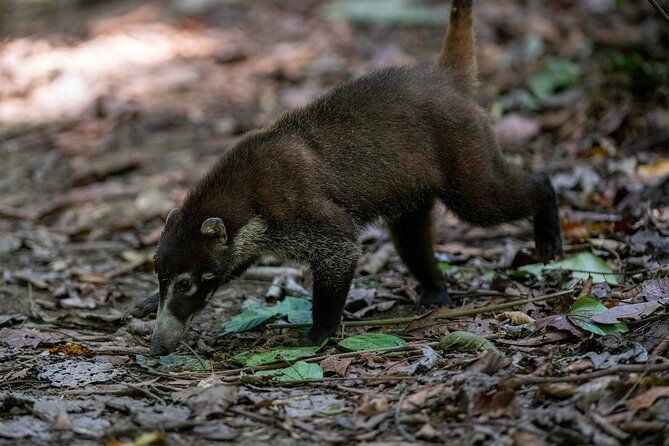 corcovado-sirena-station-from-puerto-jimenez-by-boat