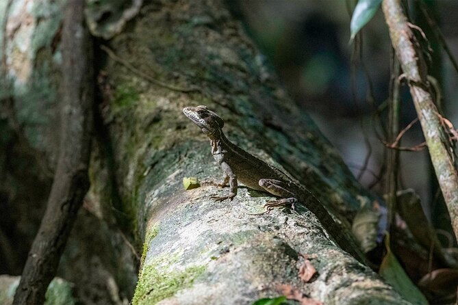corcovado-sirena-station-from-puerto-jimenez-by-boat