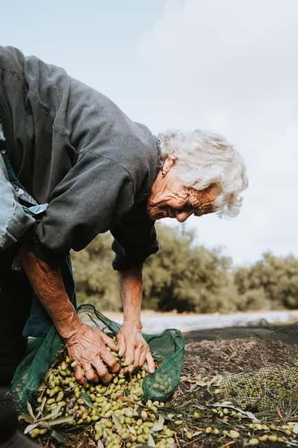 Corfu: Guided Olive Groves Tour with Olive Oil Tasting - Key Points