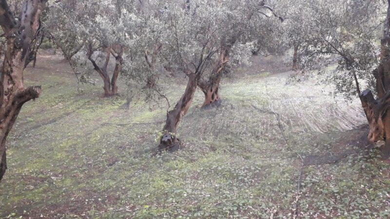 Corfu: Mountain Villages Private Tour - What You Won’t Get (And Why It Might Matter)