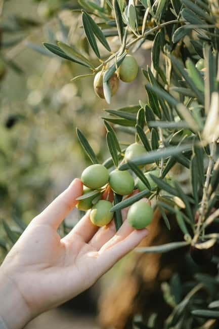 Corfu: Organic Farm and Olive Oil Tasting Tour - Who Will Love This Tour?