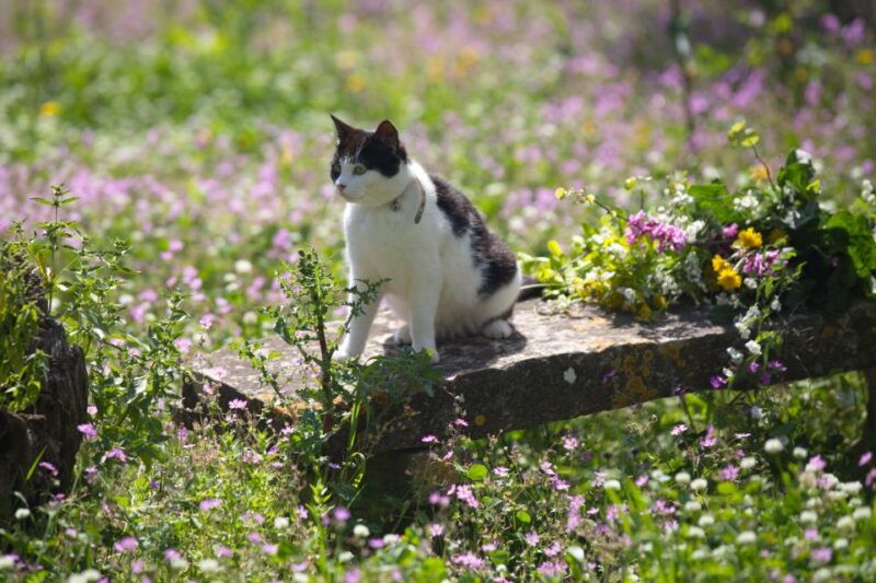 corfu-organic-olive-oil-farm-tour-with-transfer-and-tasting