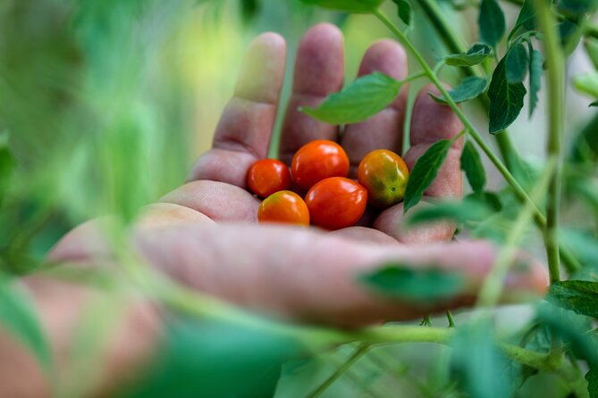 corfu-organic-olive-oil-tasting-at-family-farm