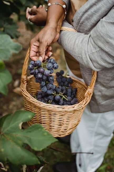 Corfu: Vineyard and Winery Tour with Cooking Class - Key Points