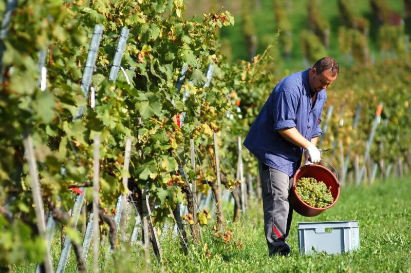 corfu-winery-tour-and-tasting