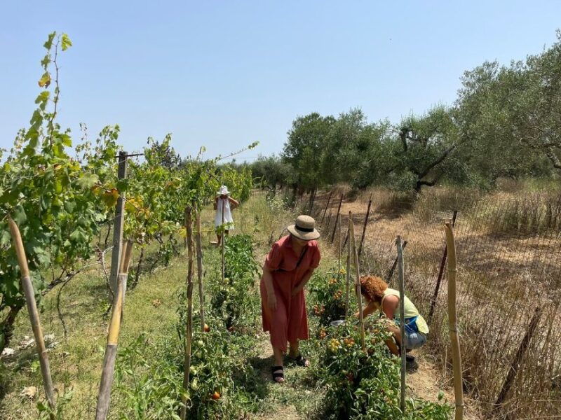 corfu-winery-tour-and-tasting