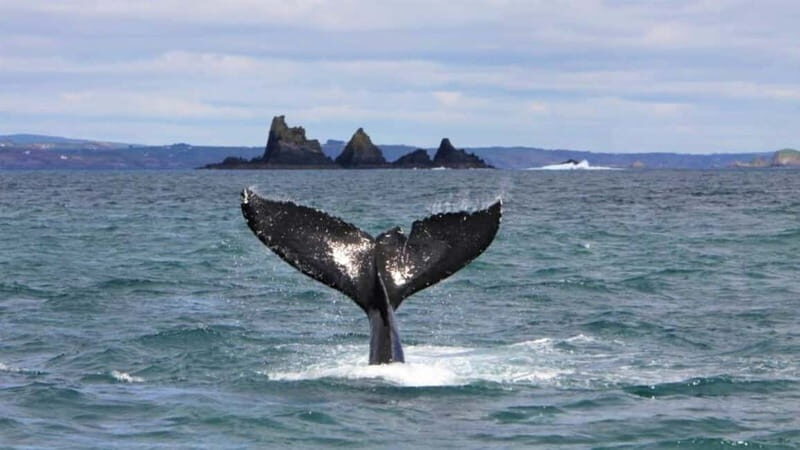 Cork: Fastnet Rock Lighthouse and Cape Clear Island Tour - Discovering Ireland’s Coastal Gems: The Cork: Fastnet Rock Lighthouse and Cape Clear Island Tour