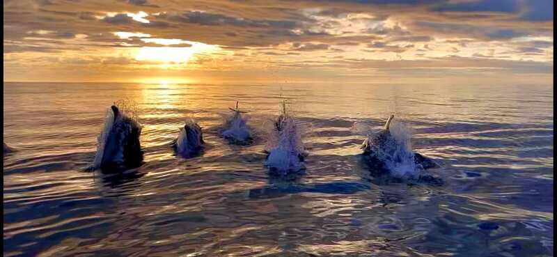 corner-brook-woods-island-adventure-3-hour-zodiac-tour