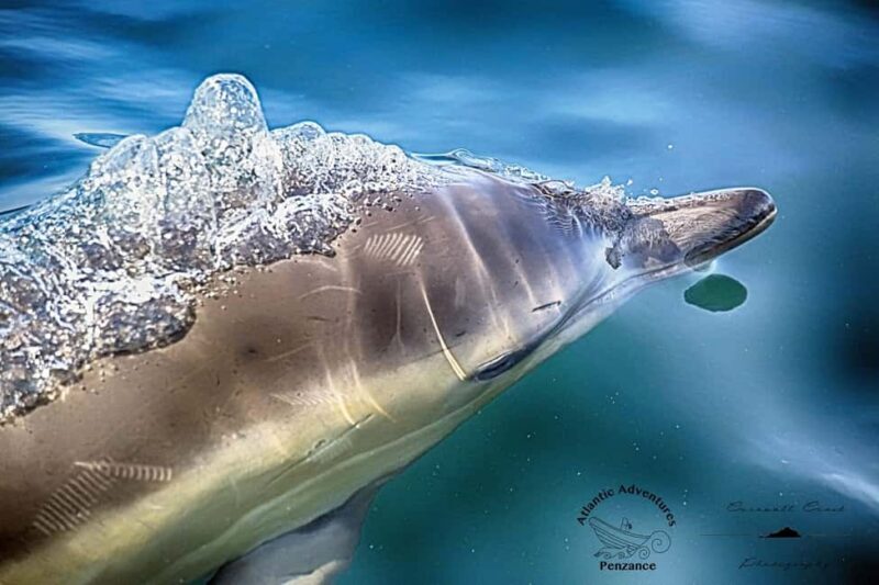 Cornwall: 2 hour Wildlife Watching RIB Tour Adventure - Key Points  