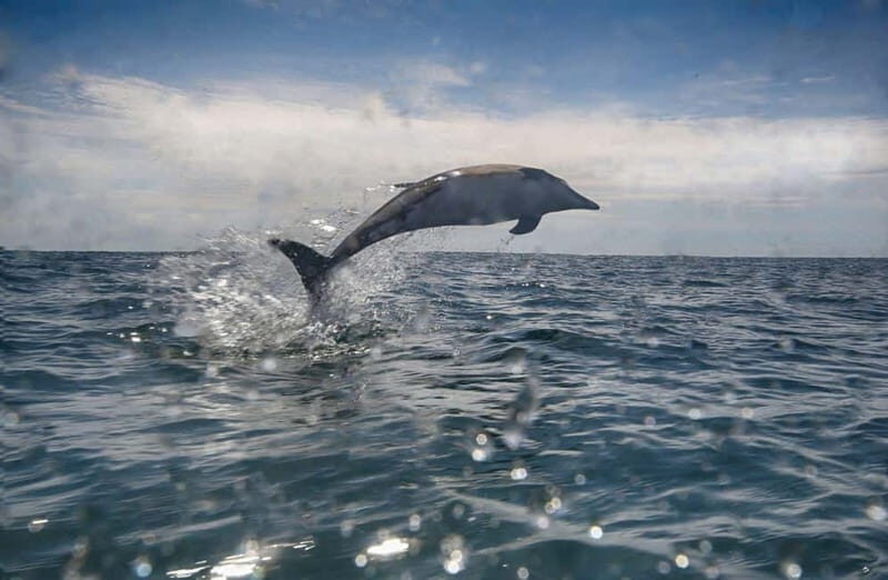Cornwall: 2 hour Wildlife Watching RIB Tour Adventure - Authentic Reviews and Insights  
