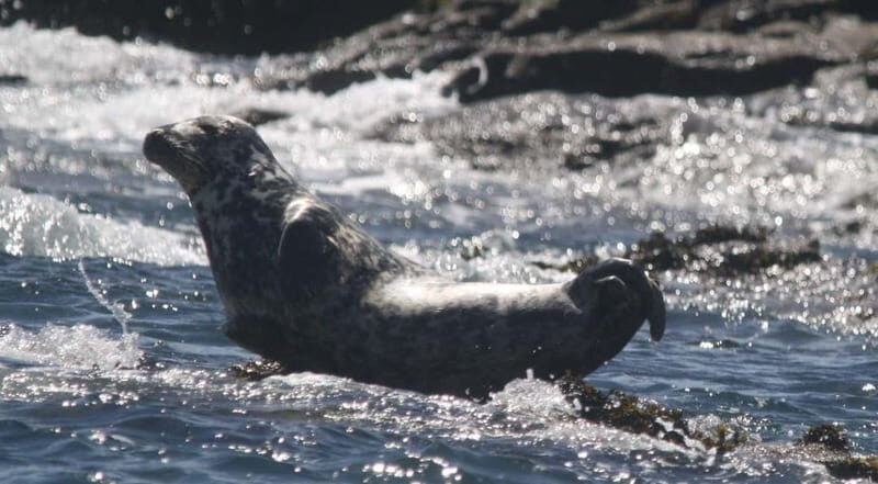 Cornwall: 2 hour Wildlife Watching RIB Tour - Practical Details: What You Need to Know