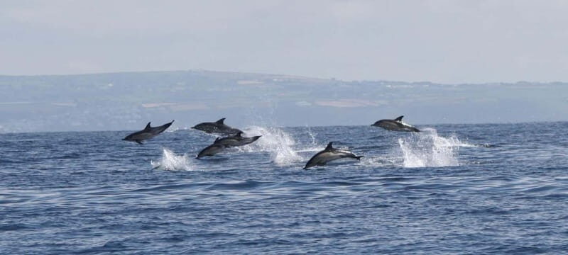 Cornwall: 2 hour Wildlife Watching RIB Tour - The Sum Up: Who Should Consider This Tour?