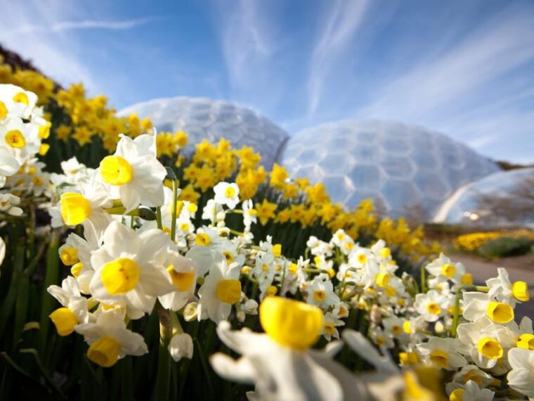 cornwall-eden-project-entry-ticket