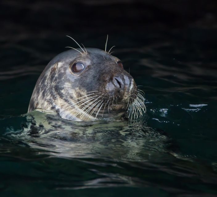 Cornwall: Guided Seal Safari by Boat - Experience Overview: What You Can Expect