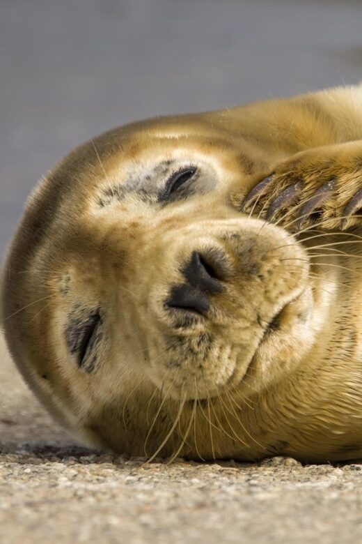 Cornwall: Guided Seal Safari by Boat - Value for Money and Practical Considerations
