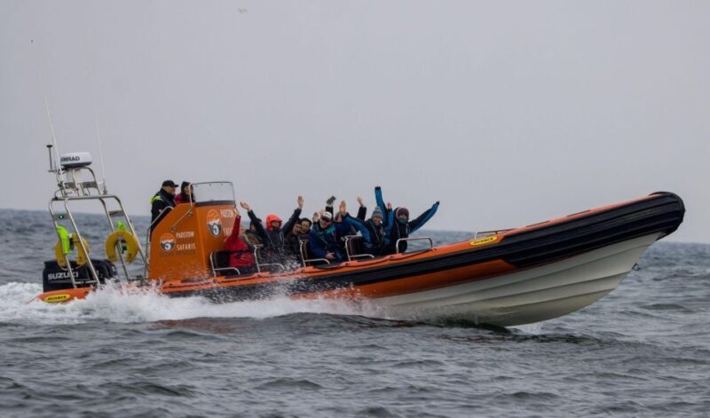 Cornwall: Guided Seal Safari by Boat - Authentic Feedback from Real Travelers