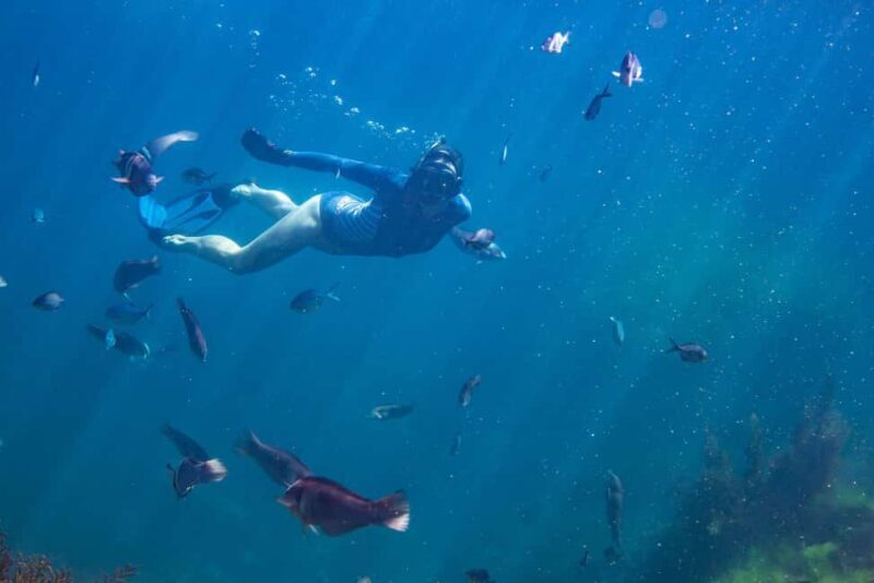 Coromandel: Aldermen Islands Marine Reserve Wildlife Cruise - An In-Depth Look at the Tour Experience