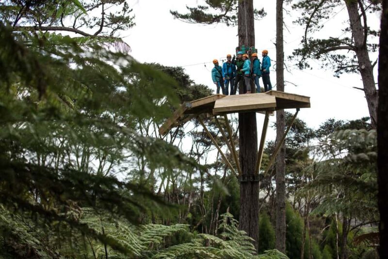 Coromandel: Guided Zipline Tour Experience - Key Points