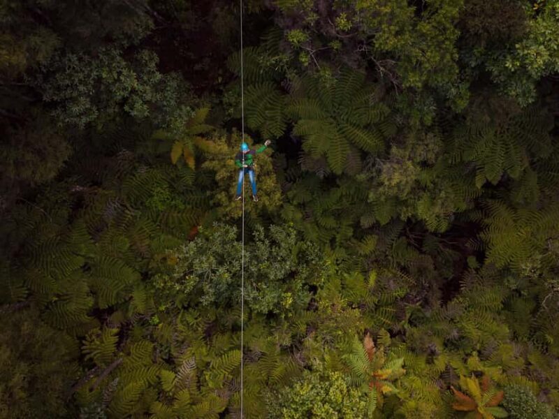 Coromandel: Guided Zipline Tour Experience - What to Expect During the Tour