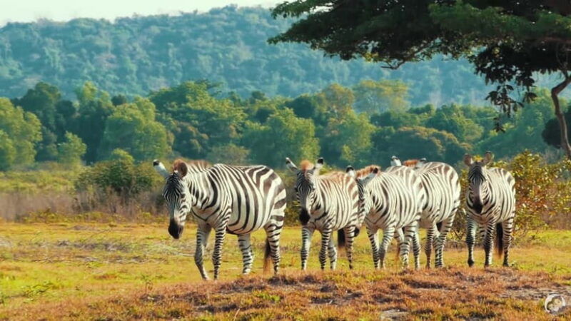 coron-black-island-calauit-private-safari-tour