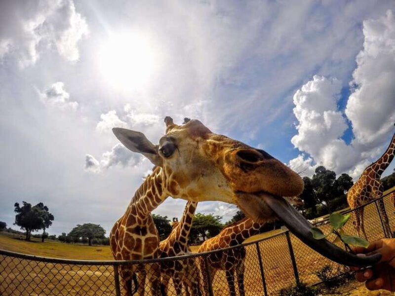 coron-black-island-calauit-private-safari-tour